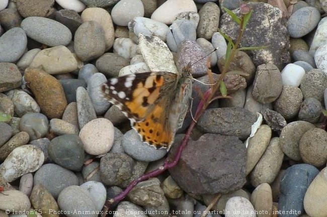 Photo de Papillon