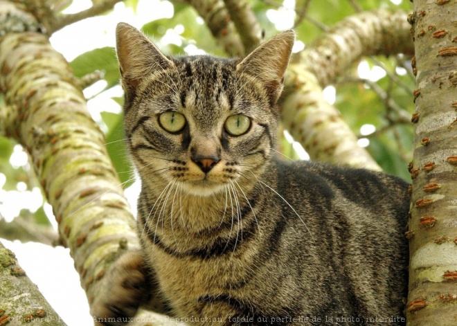 Photo de Chat domestique