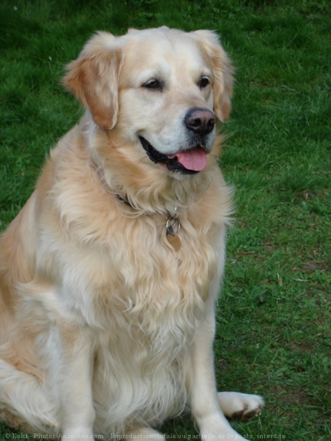 Photo de Golden retriever