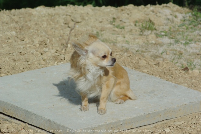 Photo de Chihuahua  poil long