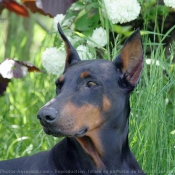 Photo de Dobermann