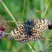 Photo de Papillon