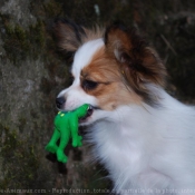 Photo d'Epagneul nain papillon