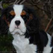 Photo de Cavalier king charles spaniel