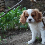 Photo de Cavalier king charles spaniel