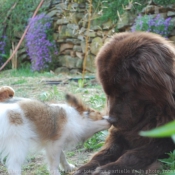 Photo de Races diffrentes