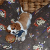 Photo de Cavalier king charles spaniel