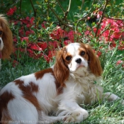 Photo de Cavalier king charles spaniel