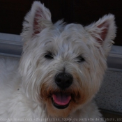 Photo de West highland white terrier