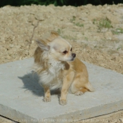 Photo de Chihuahua  poil long