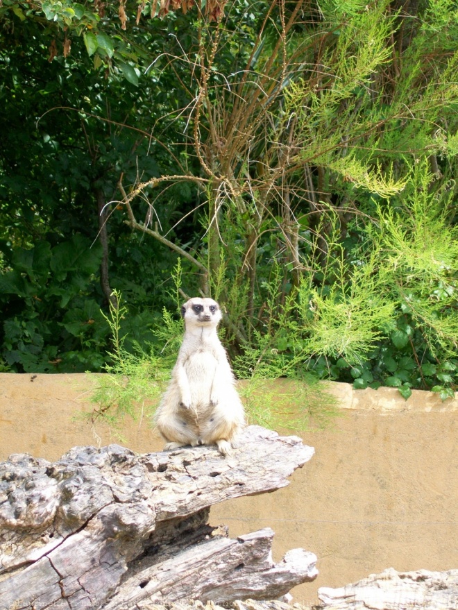 Photo de Suricate