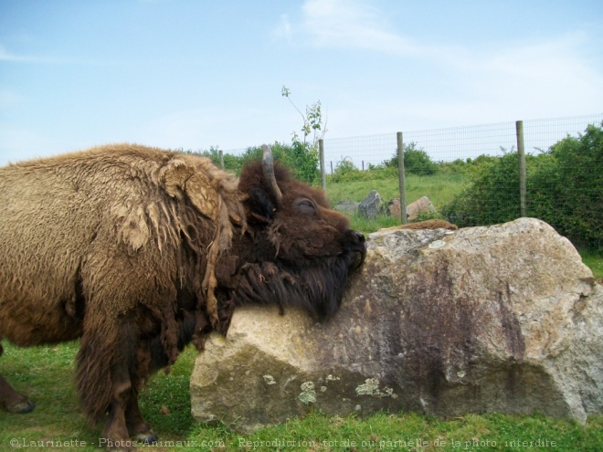 Photo de Bison