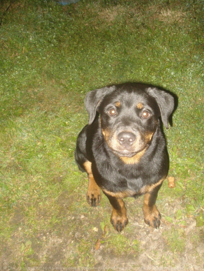 Photo de Rottweiler