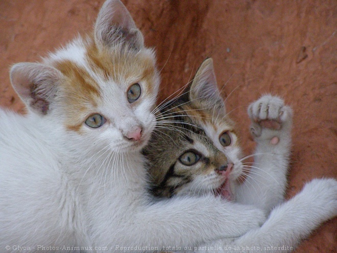 Photo de Chat domestique