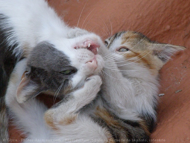 Photo de Chat domestique