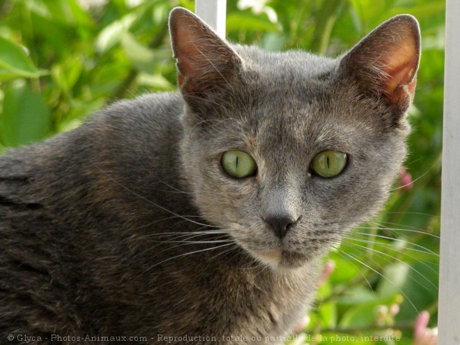 Photo de Chat domestique