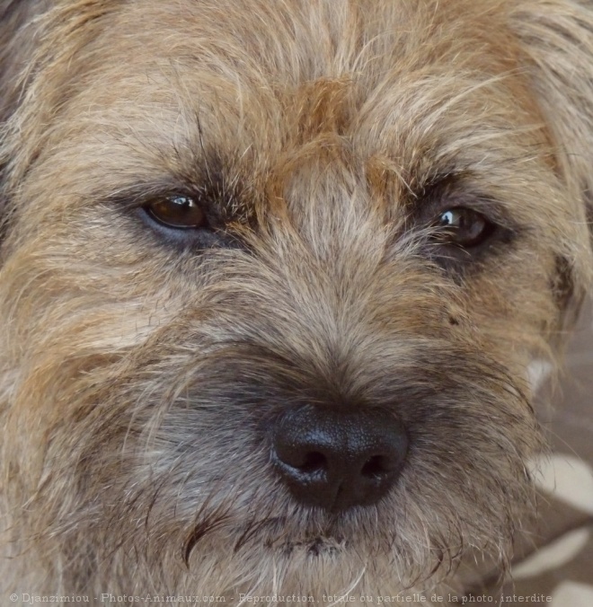 Photo de Border terrier