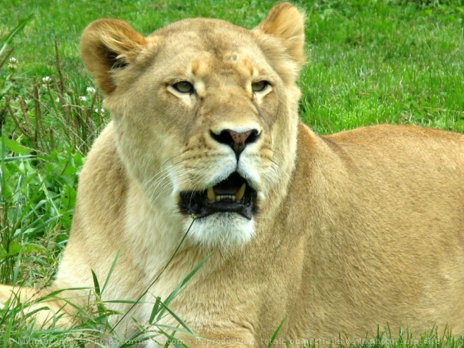 Photo de Lion