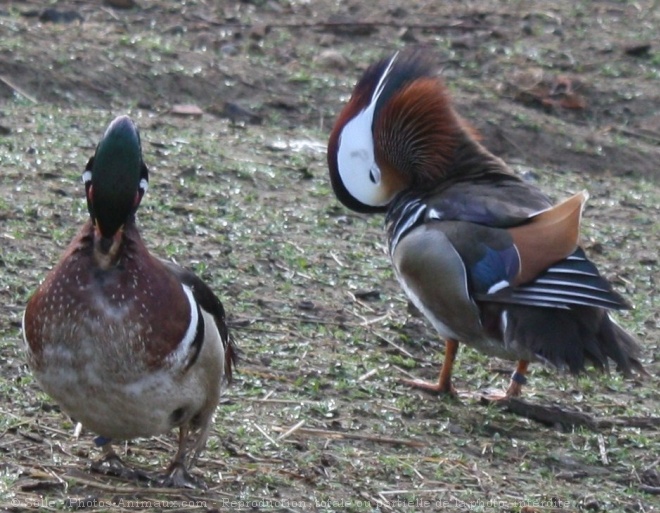 Photo de Canard mandarin