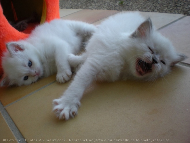 Photo de Ragdoll