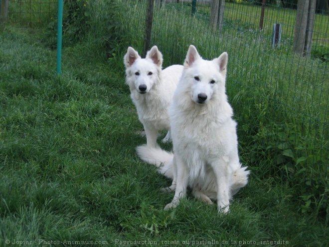 Photo de Berger blanc suisse