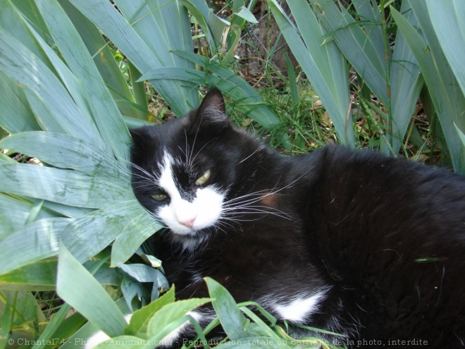 Photo de Chat domestique