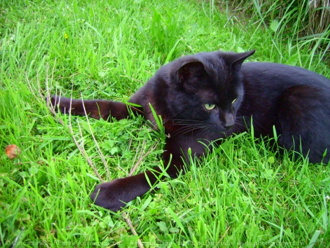 Photo de Chat domestique