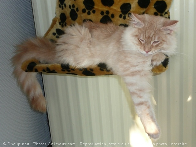 Photo de Maine coon