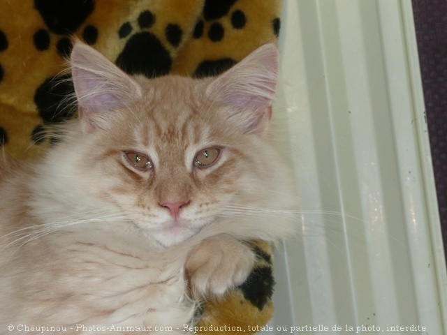 Photo de Maine coon