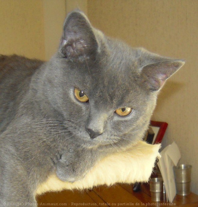 Photo de Chartreux