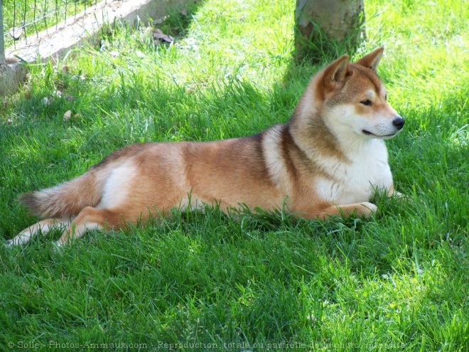 Photo de Shiba