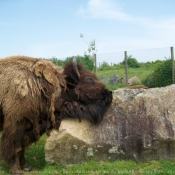 Photo de Bison