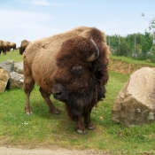 Photo de Bison