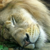 Photo de Lion