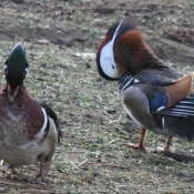 Photo de Canard mandarin