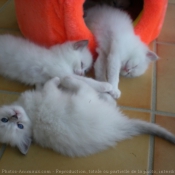 Photo de Ragdoll