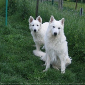 Photo de Berger blanc suisse