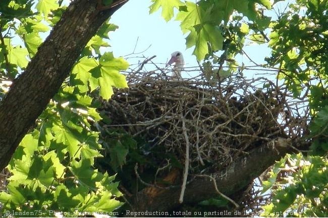 Photo de Cigogne