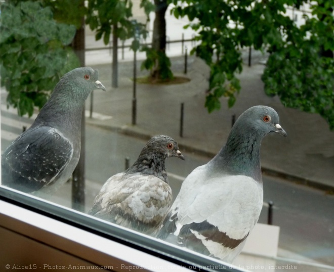 Photo de Pigeon