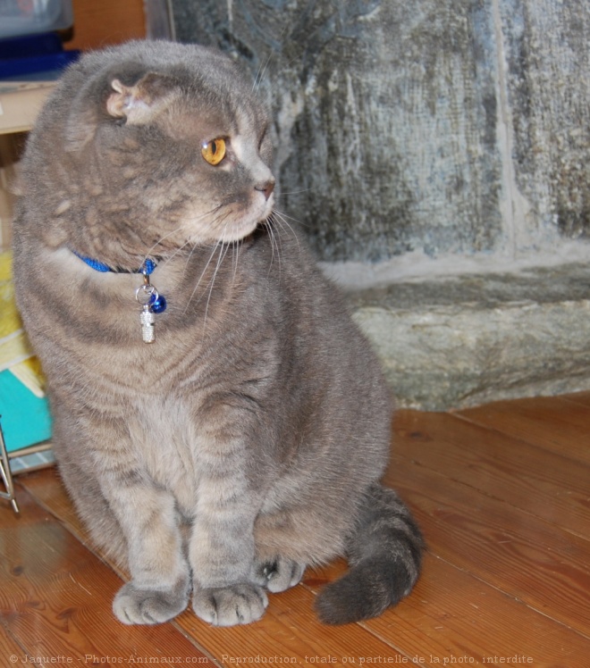 Photo de Scottish fold