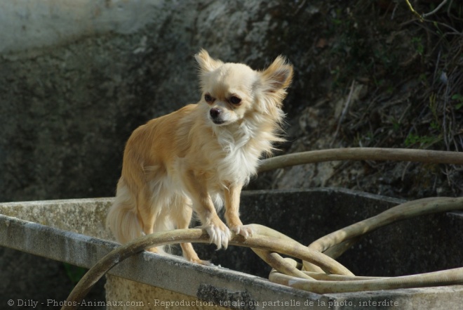 Photo de Chihuahua  poil long