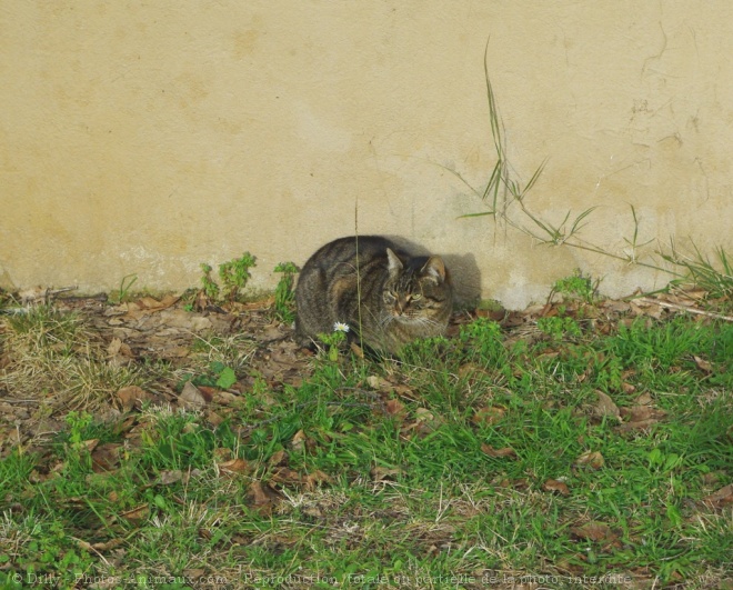 Photo de Chat domestique