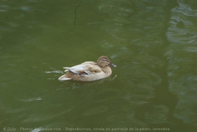 Photo de Canard