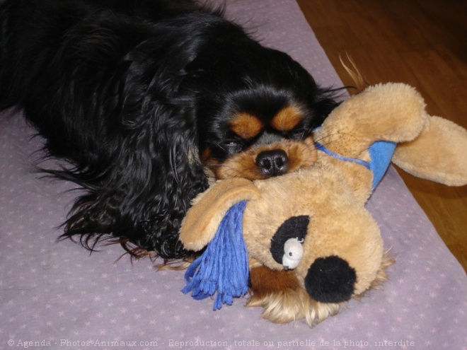 Photo de Cavalier king charles spaniel