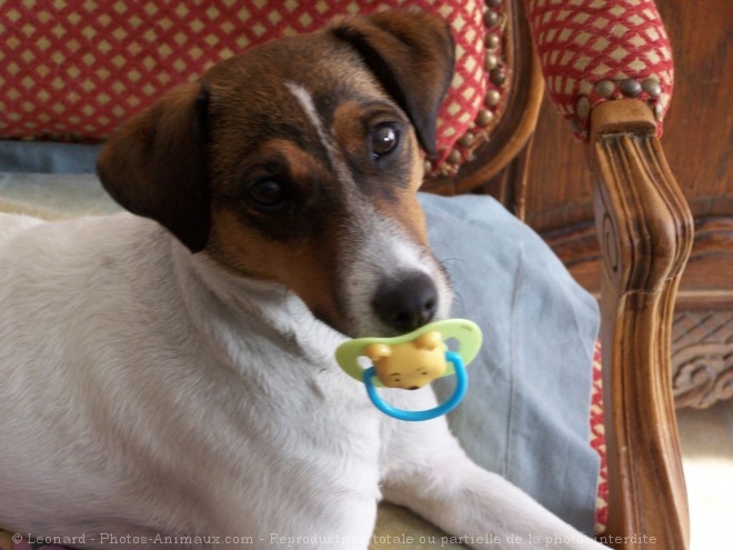 Photo de Jack russell terrier