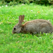 Photo de Lapin