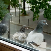 Photo de Pigeon