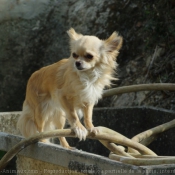 Photo de Chihuahua  poil long