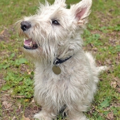 Photo de Scottish terrier