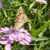 Photo de Papillon - belle-dame